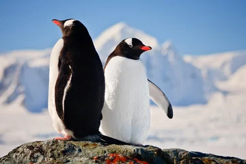 Tuinposter Twee pinguïns dromen © Goinyk