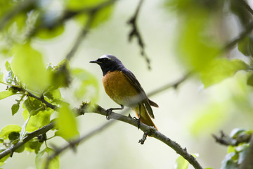 Common Redstart on branch