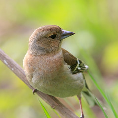 Young chaffinch female in nice pose on branch