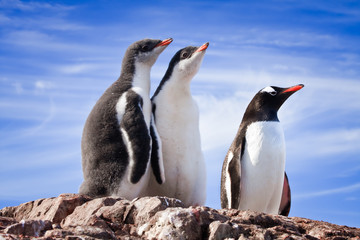 penguins in Antarctica