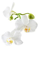 Naklejka na ściany i meble Blooming white orchid plant isolated on white background. Sdof