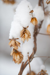 Hopfenblüten im Winter