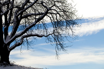 Winterlicher Baum im Gegenlicht