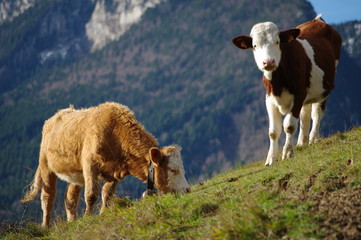 Fototapeta premium vaches à l'alpage