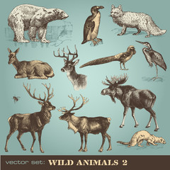 Obraz premium vector set: wild animals 2