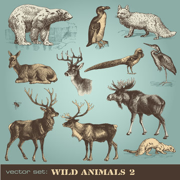 vector set: wild animals 2
