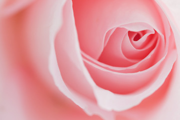 Fototapeta na wymiar Makro kwiat piękna róża