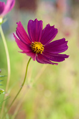 Obraz premium Beautiful flower