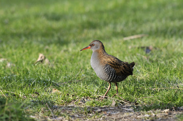 Water Rail, Porciglione, Rallus aquaticus