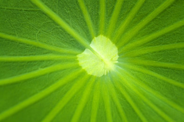 Lotus leaf