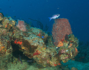 Coral Ledge Compostion, picture taken in south Florida