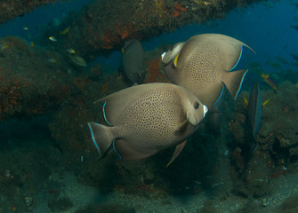 Gray Angelfish on a reef  in south east Florida