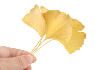 Naklejka premium Ginkgo leaf