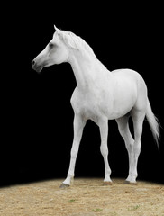 Obraz na płótnie Canvas biały koń na czarnym wyizolowanych