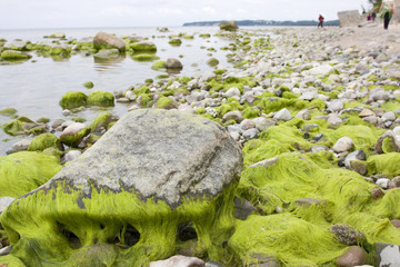 algen am strand von sellin