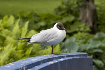 lachmöwe