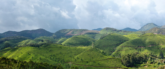 Fototapeta na wymiar Panorama plantacji herbaty