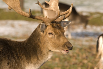 Damhirsch