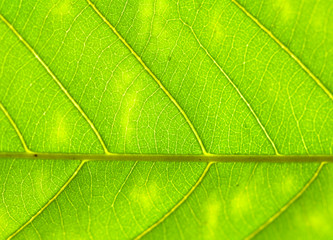 Fototapeta na wymiar close up of a green leaf