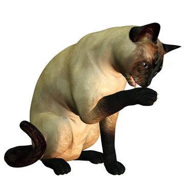 Katzenw&auml;sche