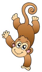 Funny cute monkey