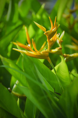 OrangeFlower