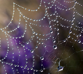 Dew on spider web