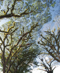 Obraz premium Textures of Bearded Mossman Trees, Australia