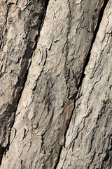 orderly rows of pine bark