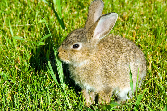 fluffy rabbit nibble the green grass