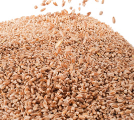 Wheat for background