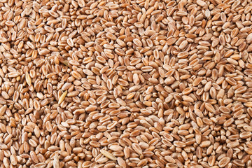 Wheat