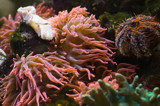 Sea anemone, predatory animal