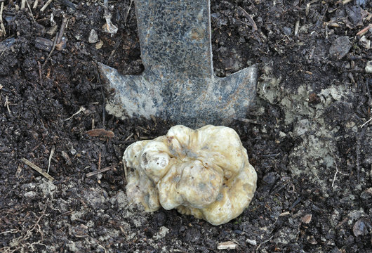 digging up a white truffle