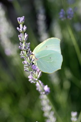 Papillon de Provence