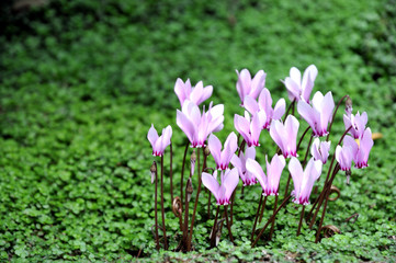 Ciclamini selvatici