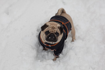 carlino sulla neve © riccardo bruni