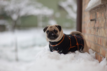 carlino sulla neve © riccardo bruni