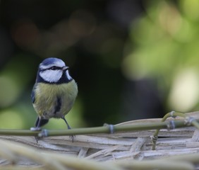 mésange bleue
