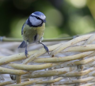 m&eacute;sange bleue