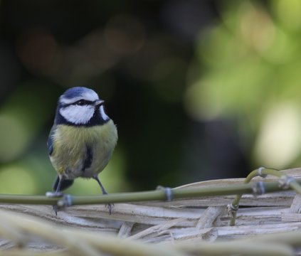 m&eacute;sange bleue