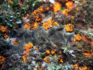Naklejka na ściany i meble Typowy roślinności podwodnej na Morzu Śródziemnym