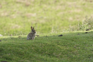 Bunny wild rabbit