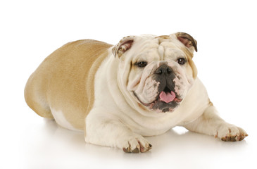 Fototapeta premium happy dog