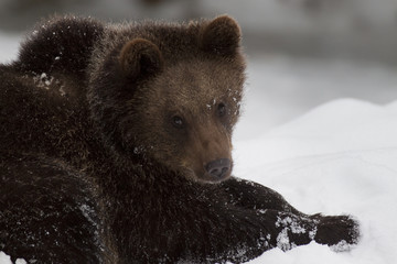 orso