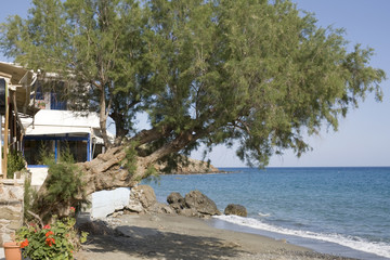 Saltcedar and greek taverna. Village of Lendas, Crete