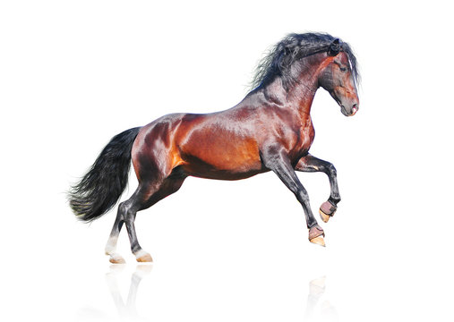 bay horse isolated on white