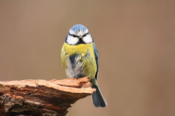 Blue tit