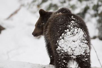 orso