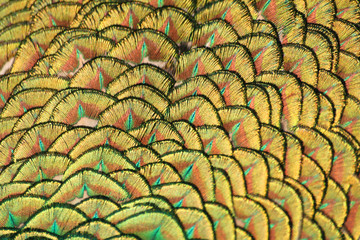 Yellow and green peacock tail macro - 28543825